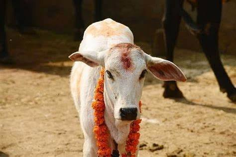 Gau Seva by Sarvseva Foundation